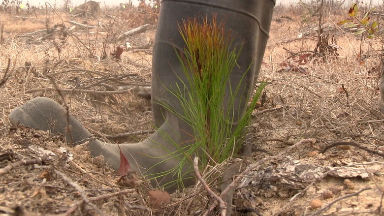 A Thousand Pines still 1