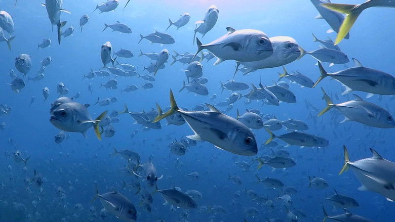 Castro's Secret Reef still 2