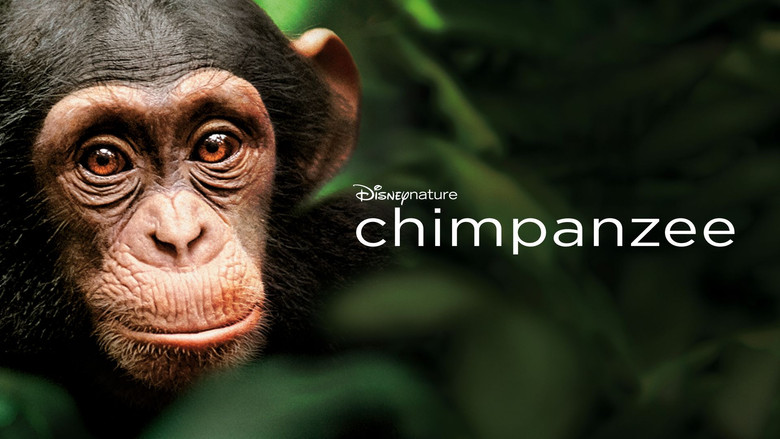 Chimpanzee still