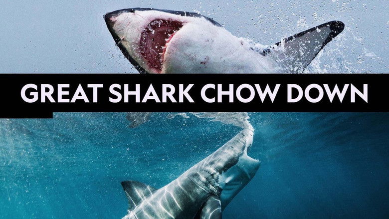 Great Shark Chow Down still