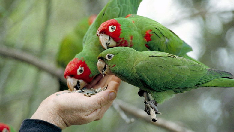 The Wild Parrots of Telegraph Hill still 4