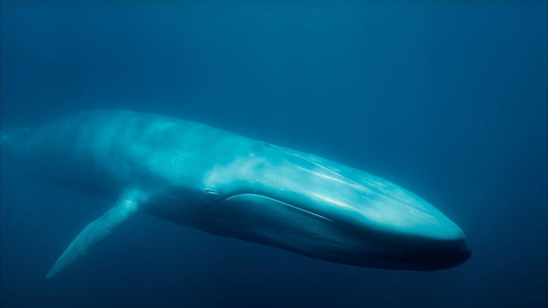 Blue Whales: Return of the Giants still 1