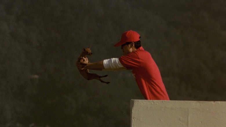 Barking Dogs Never Bite still