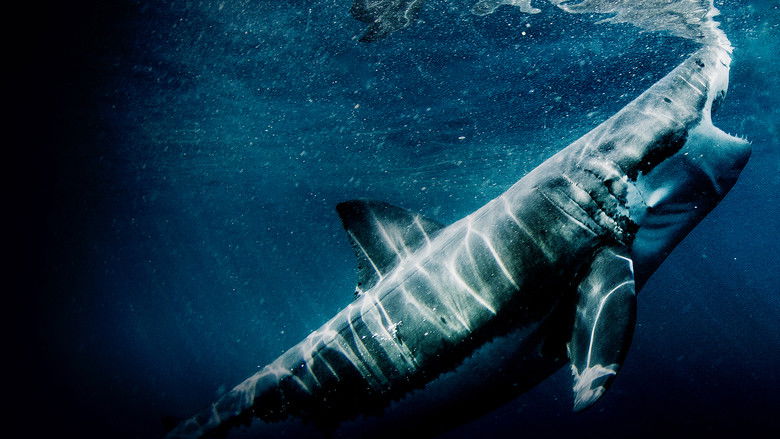 Great Shark Chow Down still