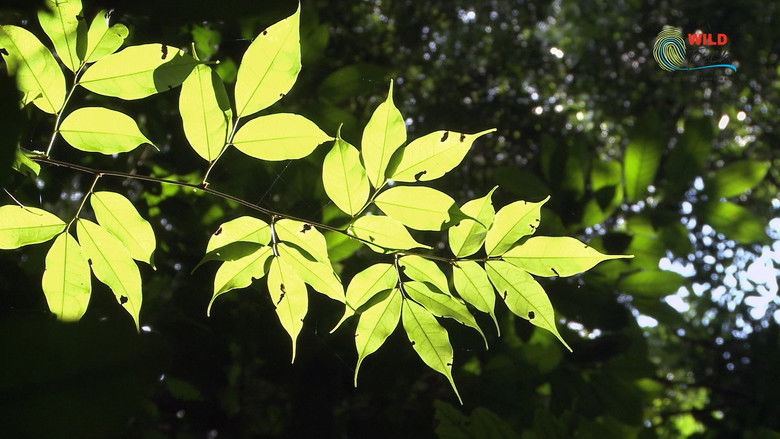 Botanist Francis Hallé Explains... still