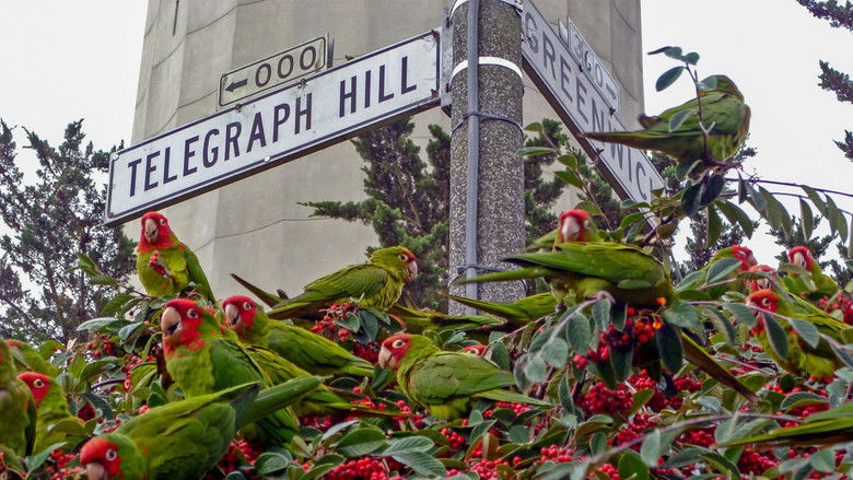 The Wild Parrots of Telegraph Hill still 3