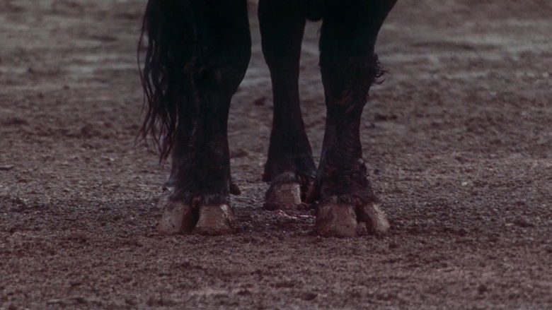 Afternoons of Solitude still 4