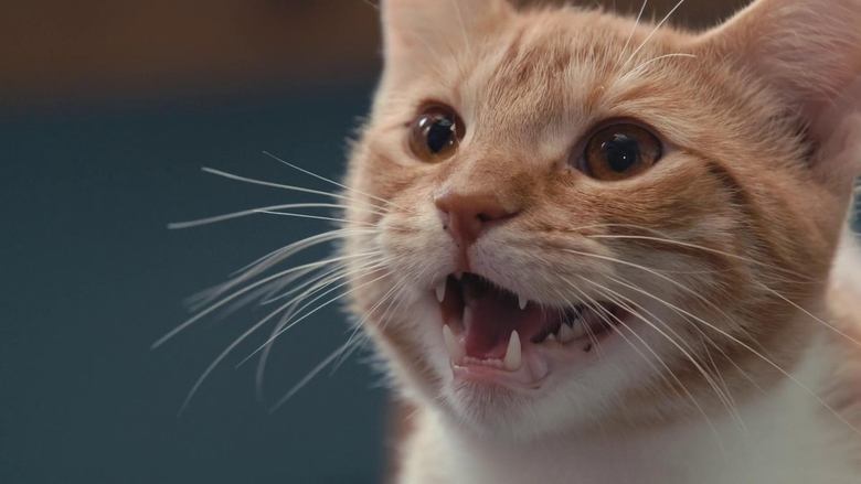 Inside the Mind of a Cat still 1