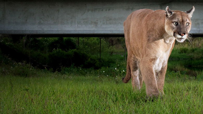 Path of the Panther still