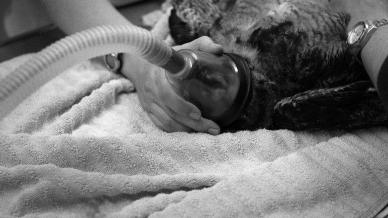 American Wildlife still 2