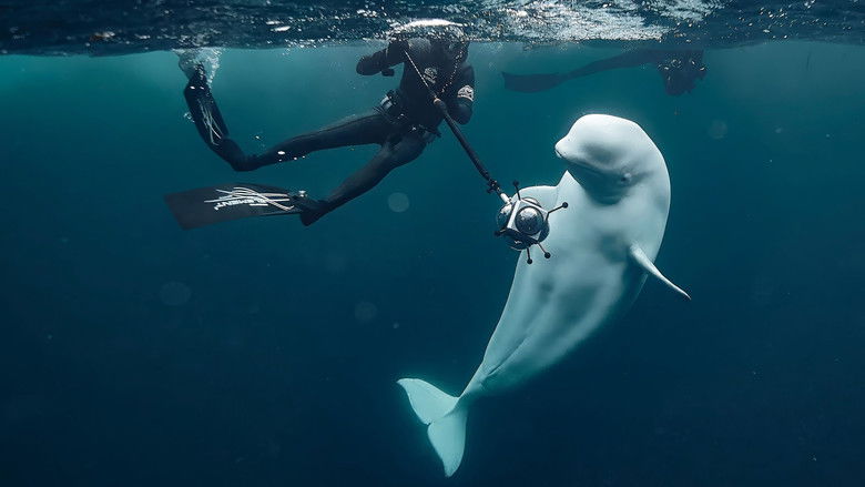 #Hvaldimir, Conversation With a Spy Whale still 1