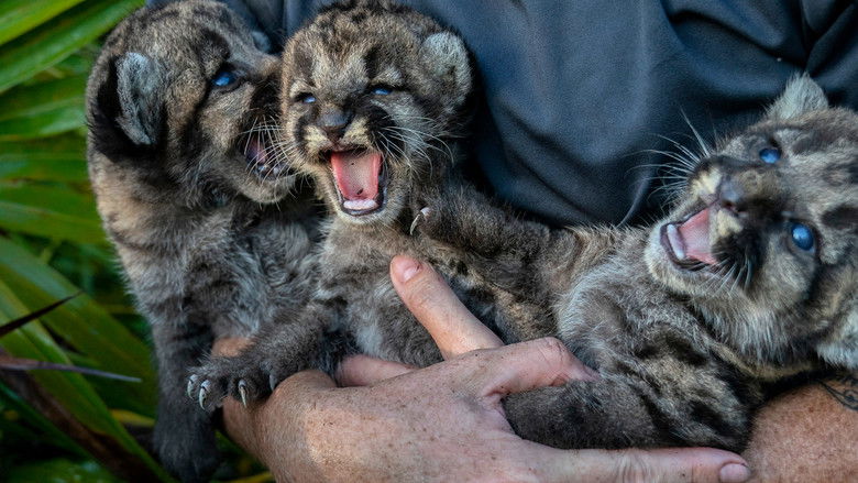 Path of the Panther still