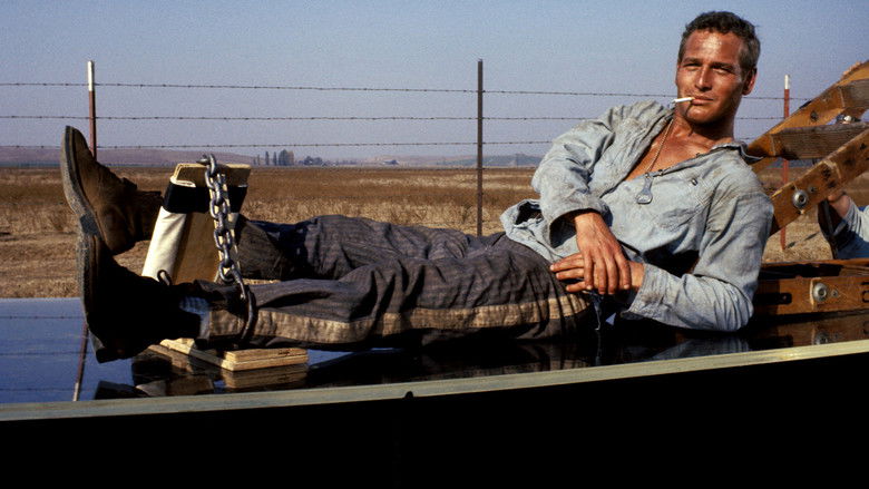 Cool Hand Luke still