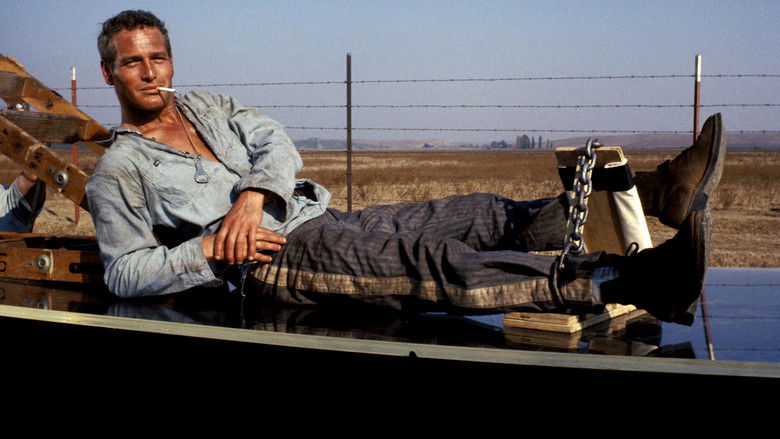 Cool Hand Luke still