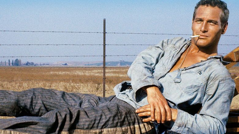 Cool Hand Luke still