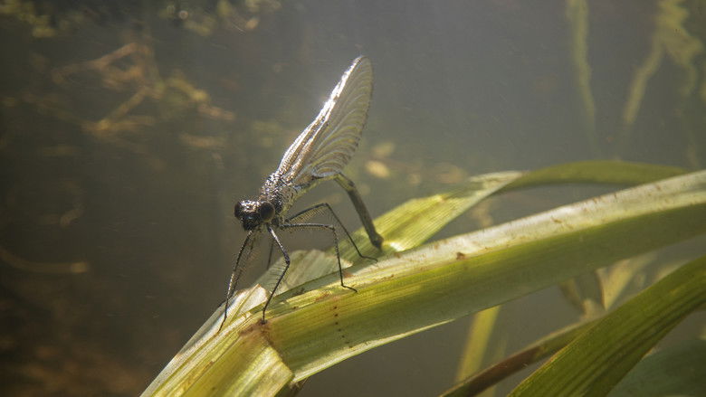 Waves Beneath The Water, Secrets of freshwater life revealed still 3