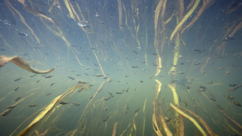 Waves Beneath The Water, Secrets of freshwater life revealed still 2