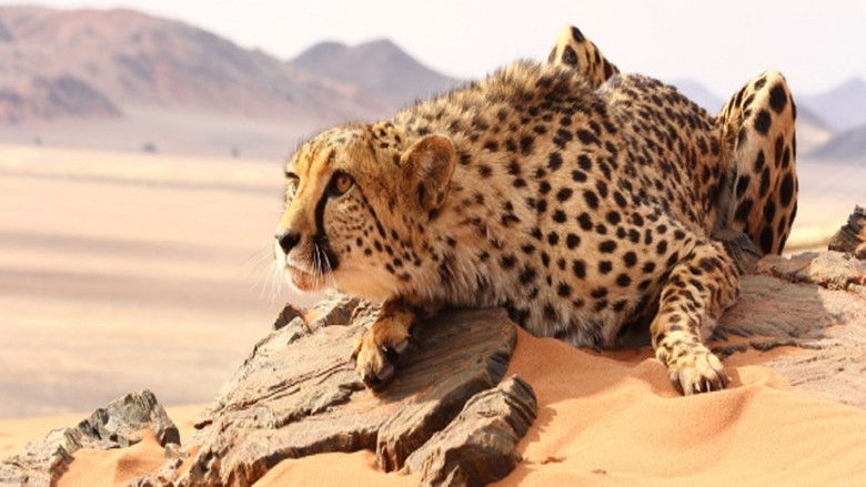 The Odyssey Of Felines still 1