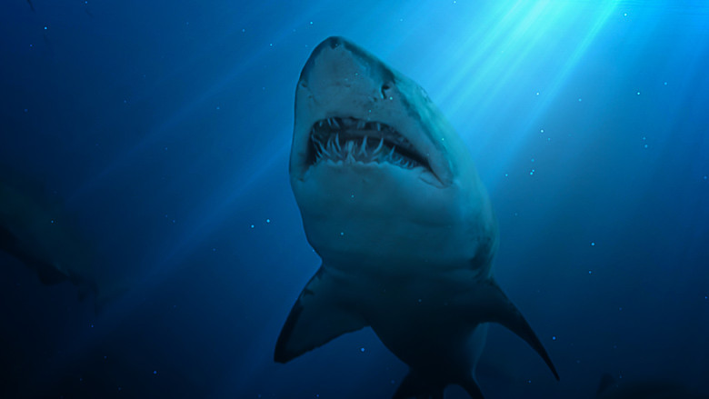 United Sharks of America still 4