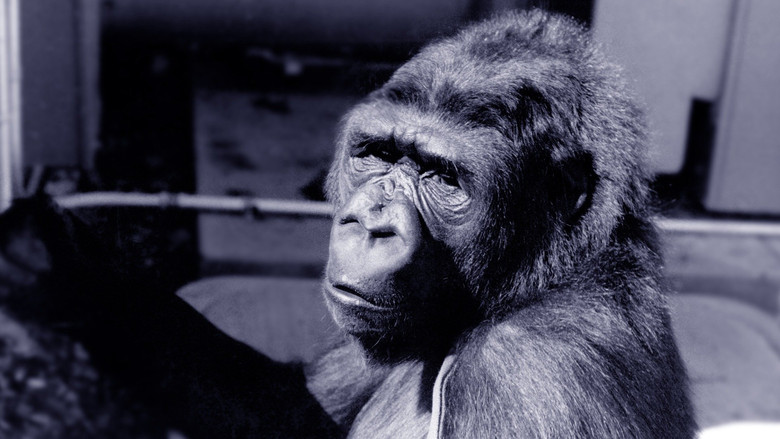 Koko: A Talking Gorilla still 1