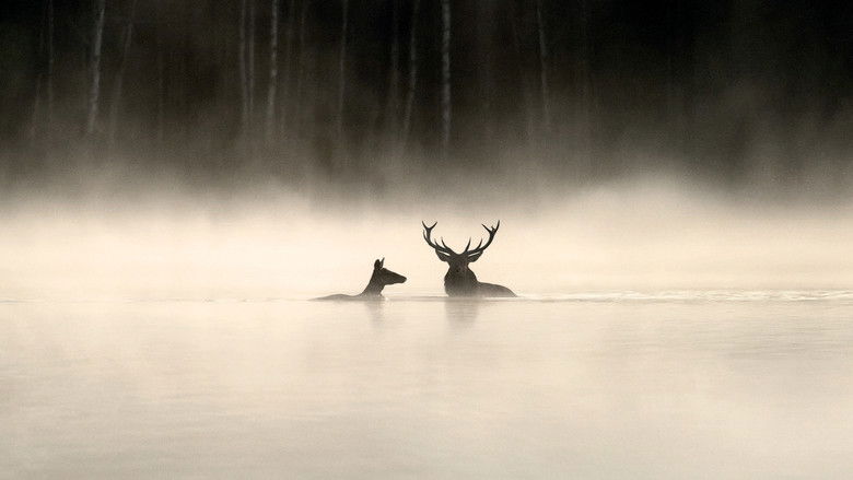 Whispers in the Woods still 1