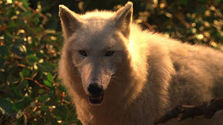 Dr. Dolittle 2 still