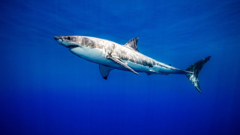 United Sharks of America still 3