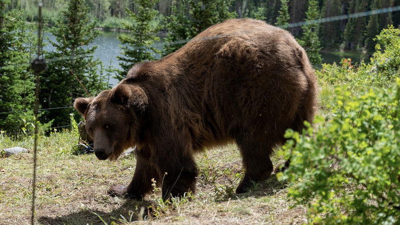 Grizzly Night still 2