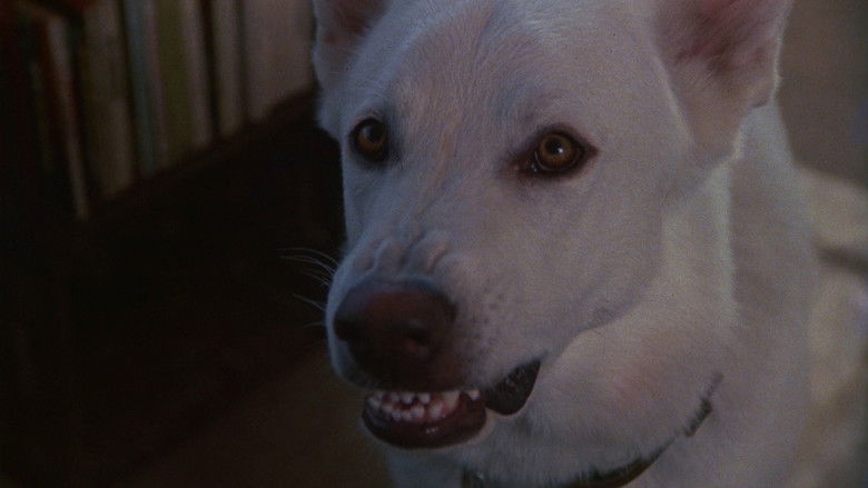 White Dog still