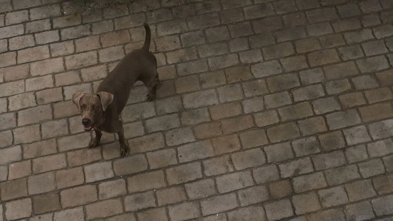 Fullmetal Alchemist: The Revenge of Scar still