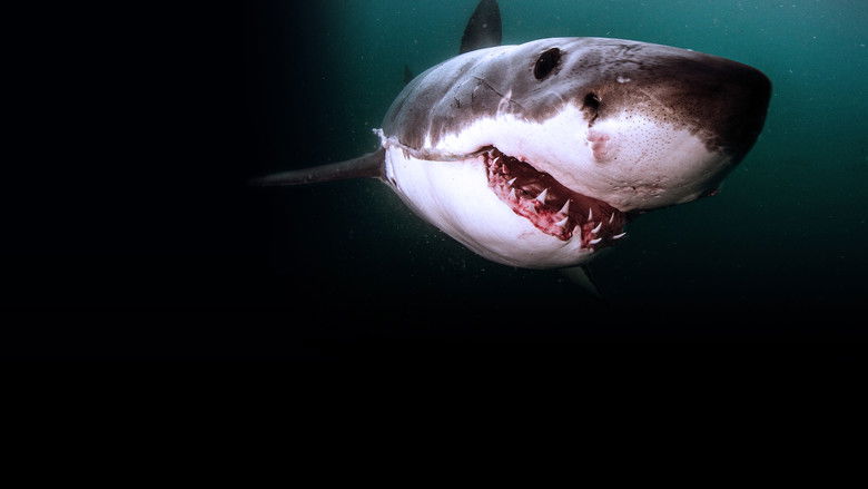 Great Shark Chow Down still