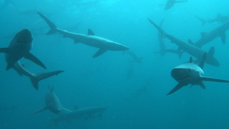 Great Shark Chow Down still