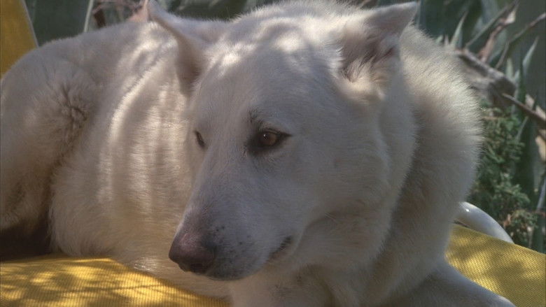 White Dog still