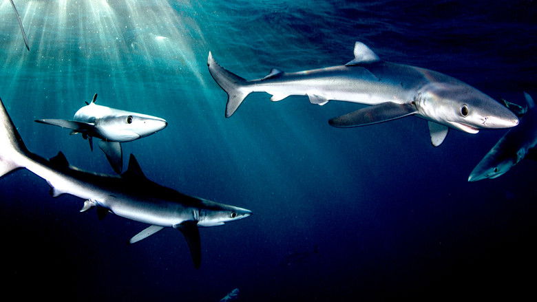 Great Shark Chow Down still