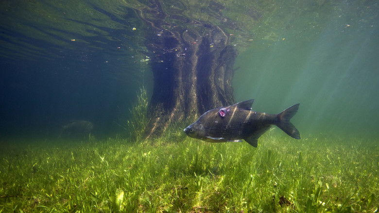 Waves Beneath The Water, Secrets of freshwater life revealed still 1